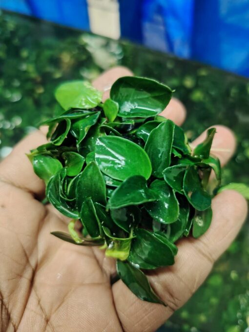 Anubias Japan Bonsai