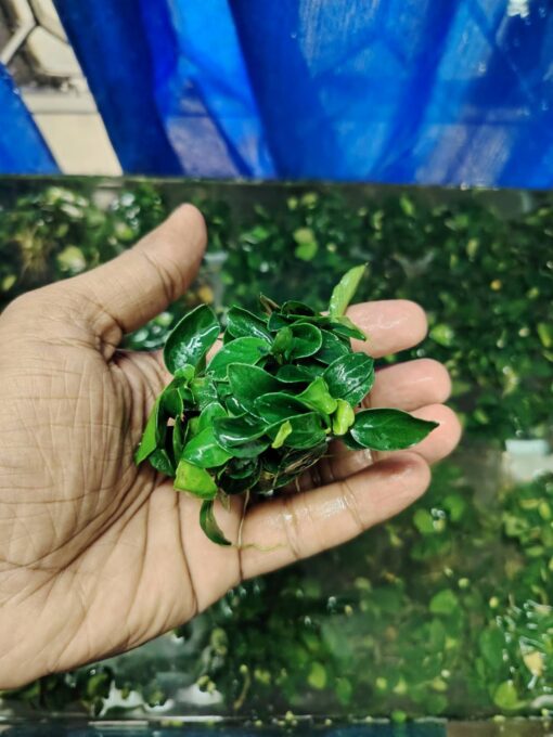 Anubias Japan Bonsai - Image 2