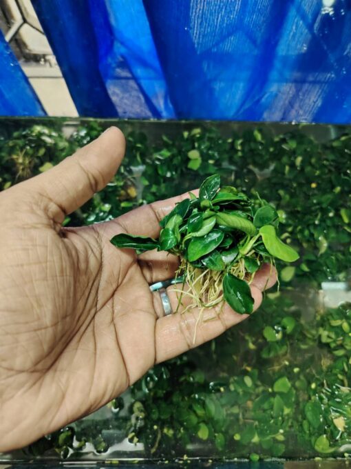 Anubias Japan Bonsai - Image 3