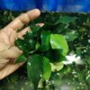Anubias barteri var. nana