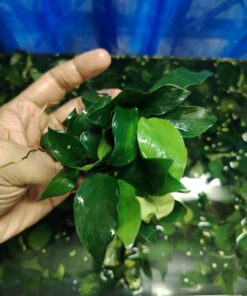 Anubias barteri var. nana