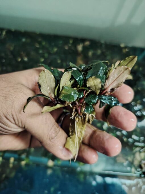 Bucephalandra Sp Ghost - Image 2