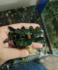 Bucephalandra Sp Ghost