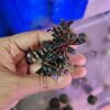Bucephalandra Red Dragon Fly