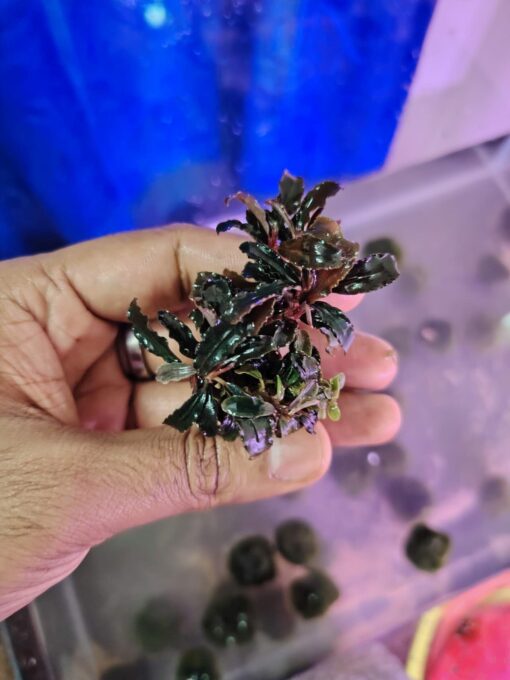 Bucephalandra Red Dragon Fly