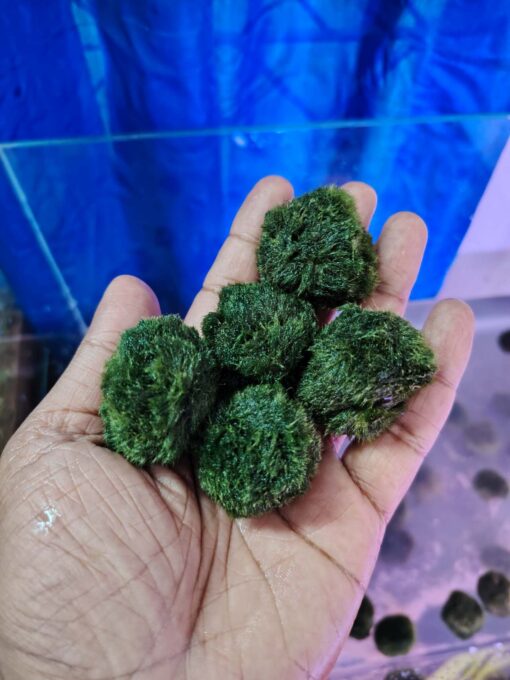 Marimo Moss