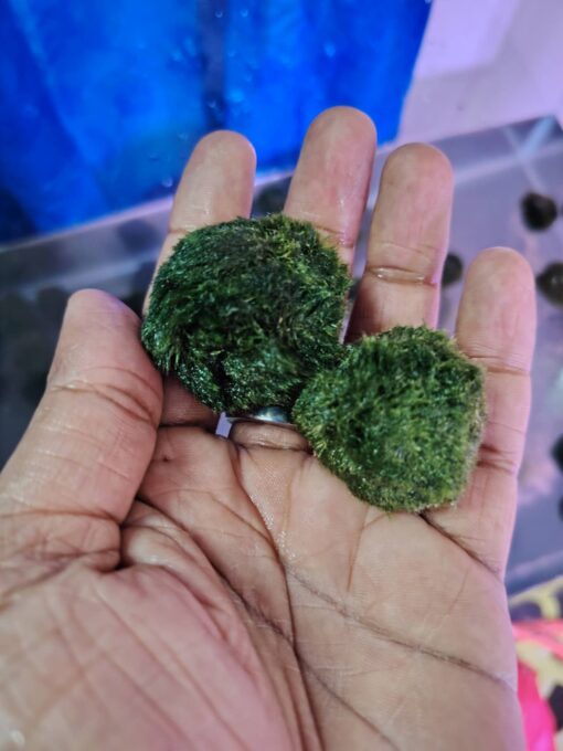 Marimo Moss - Image 3