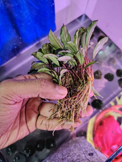 Bucephalandra Red Heart - Image 2