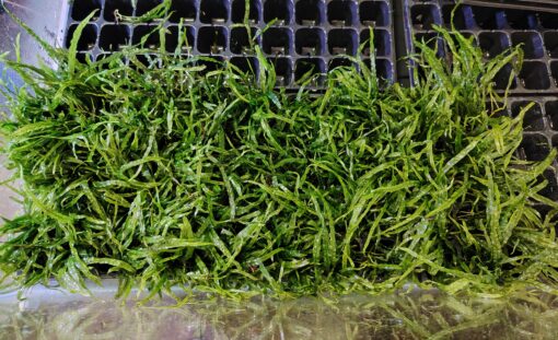 Niddle leaf fern  “Denmark” - Image 3