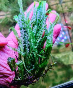 Niddle leaf fern  “Denmark”