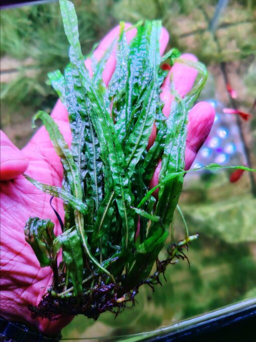 Niddle leaf fern  “Denmark”