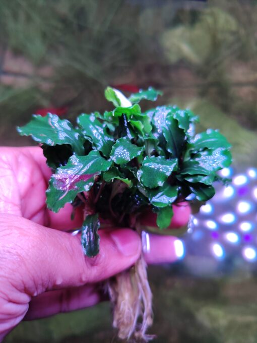 Bucephalandra .green wavy