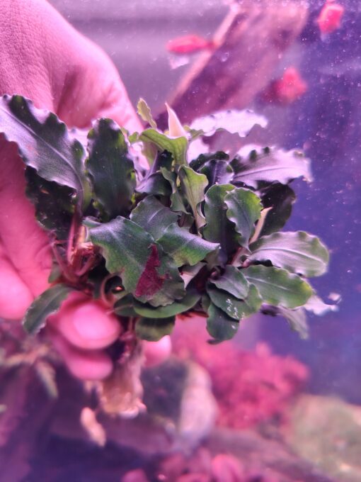 Bucephalandra .green wavy - Image 2