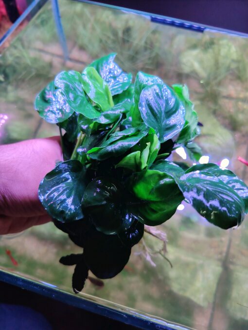 Anubias barter “Lucky”