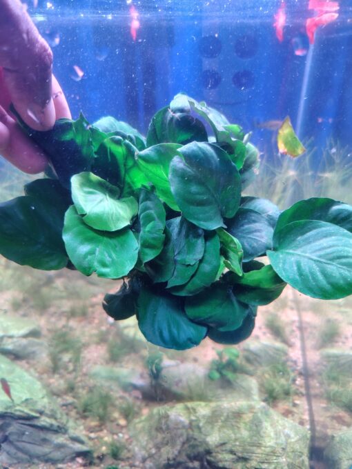 Anubias barter “Lucky” - Image 2