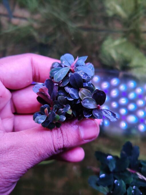 Bucephalandra .spe Neo