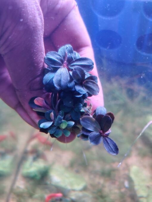 Bucephalandra .spe Neo - Image 3