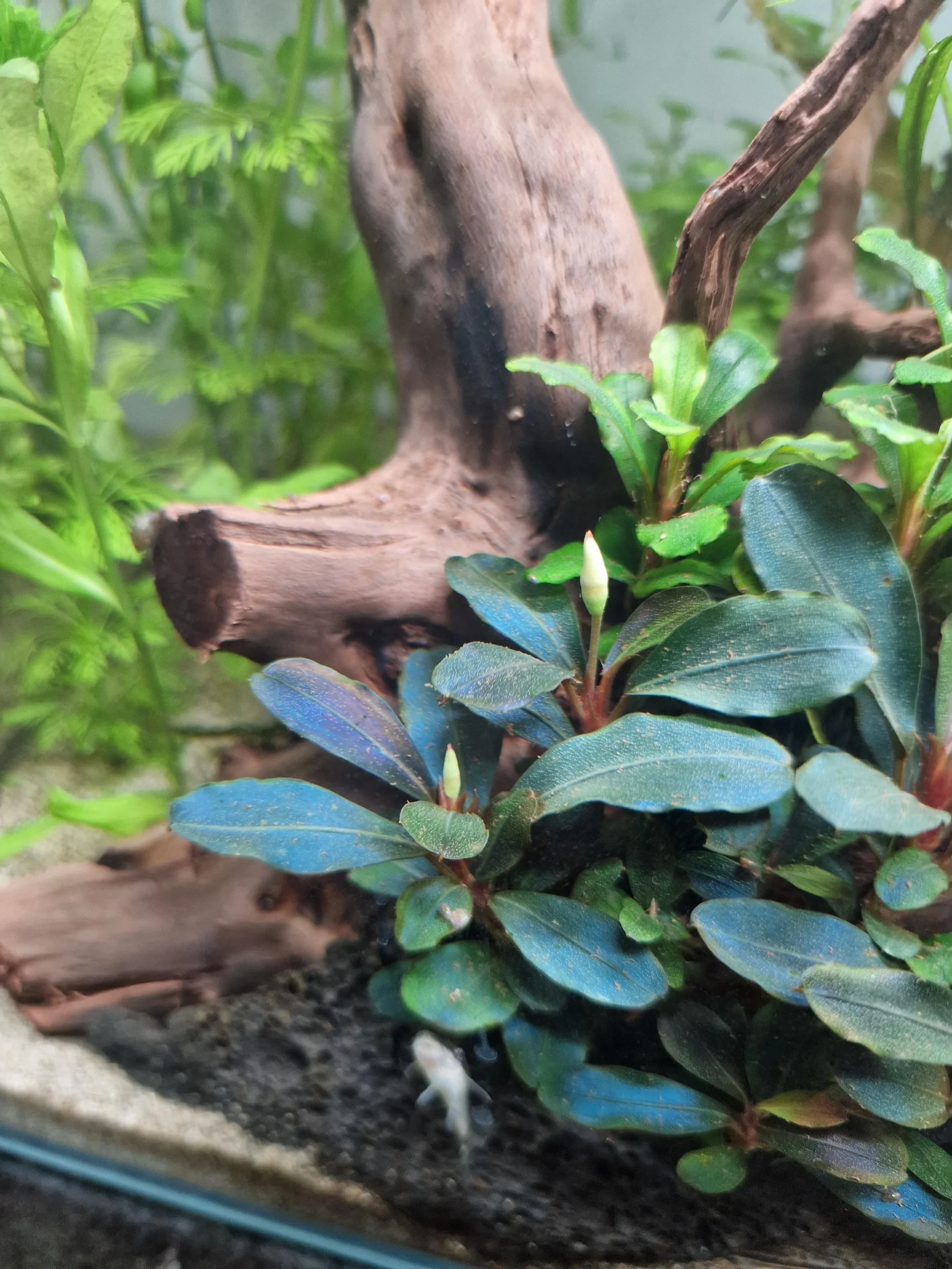 Bucephalandra Metallic Blue - Image 2