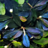 Bucephalandra Metallic Blue