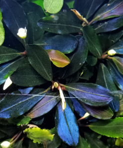 Bucephalandra Metallic Blue