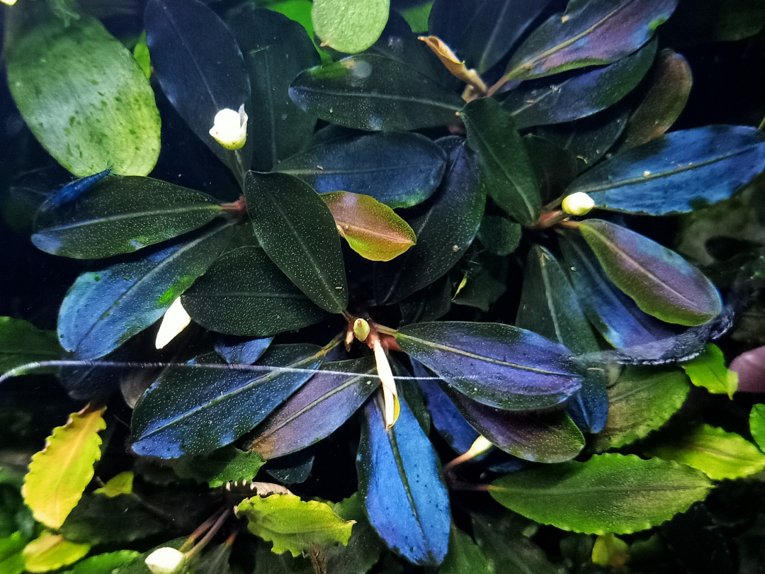Bucephalandra Metallic Blue